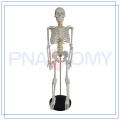 squelette humain de haute qualité étiqueté pour l&#39;hôpital